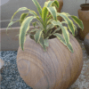 FLOWER POT