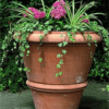 FLOWER POT
